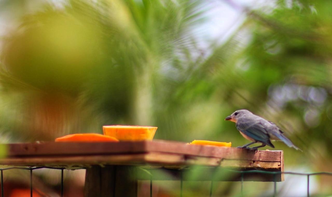 Pousada Recanto Dos Corais Itacimirim Exteriér fotografie