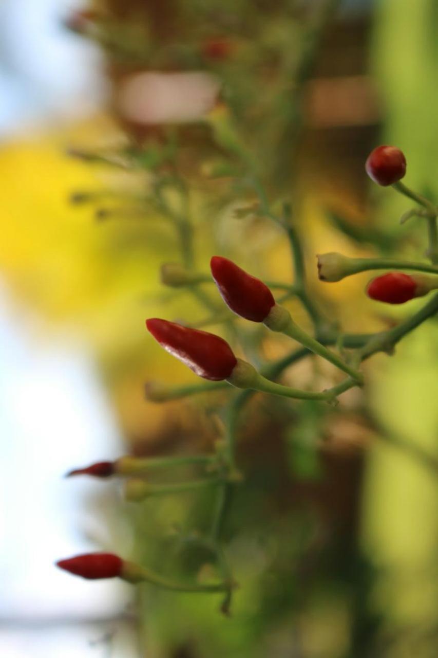 Pousada Recanto Dos Corais Itacimirim Exteriér fotografie